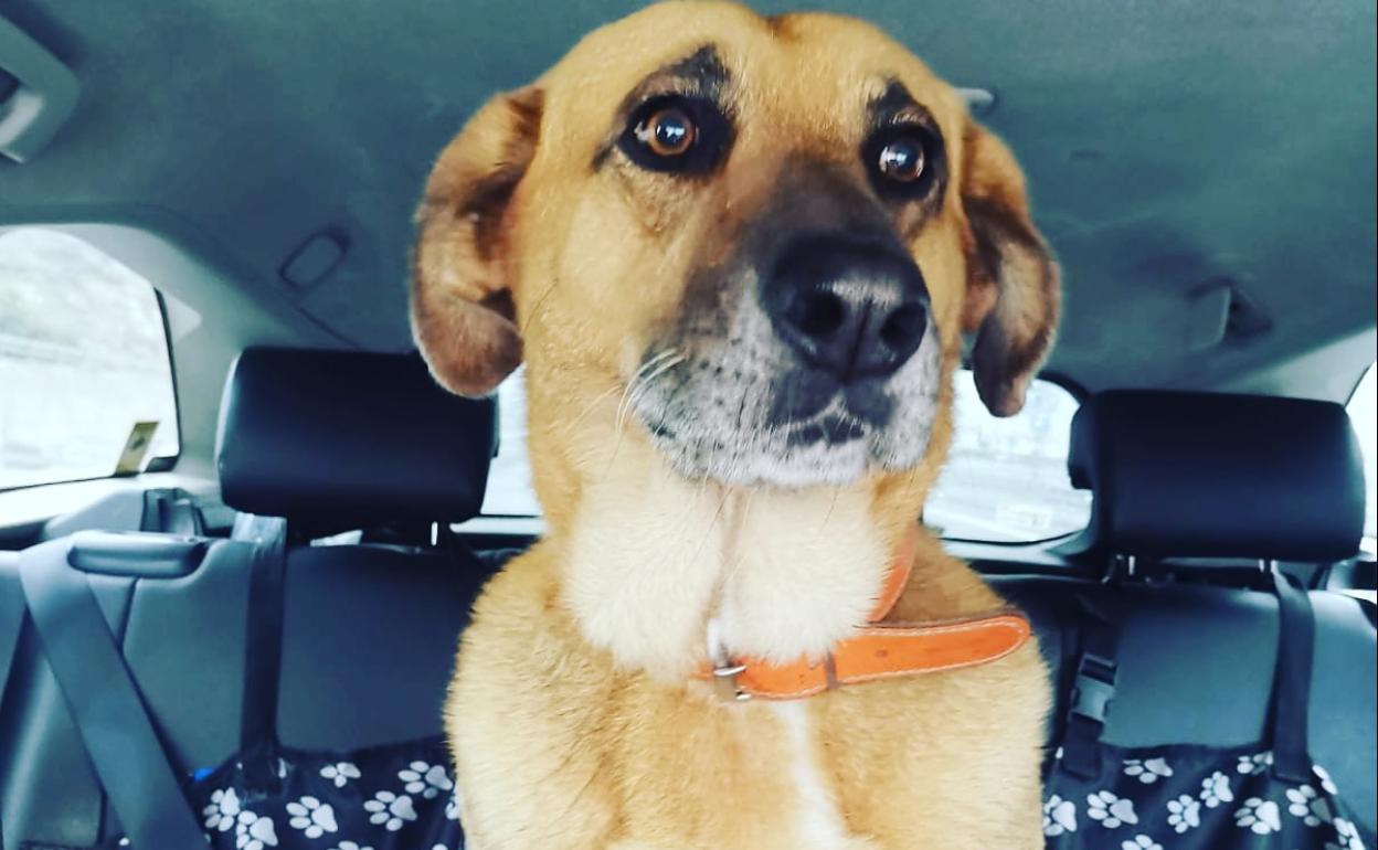 Are Dogs Allowed In Taxis